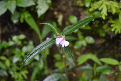 Impatiens minor
